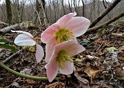 61 Rose di Natale - Ellebori - (Helleborus niger)